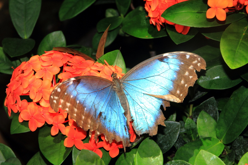 Morpho peleides - Common Blue Morpho, Key West Butterfly and Nature Conservatory, Florida