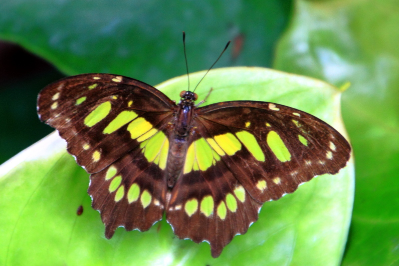 Key West Butterfly and Nature Conservatory, Florida