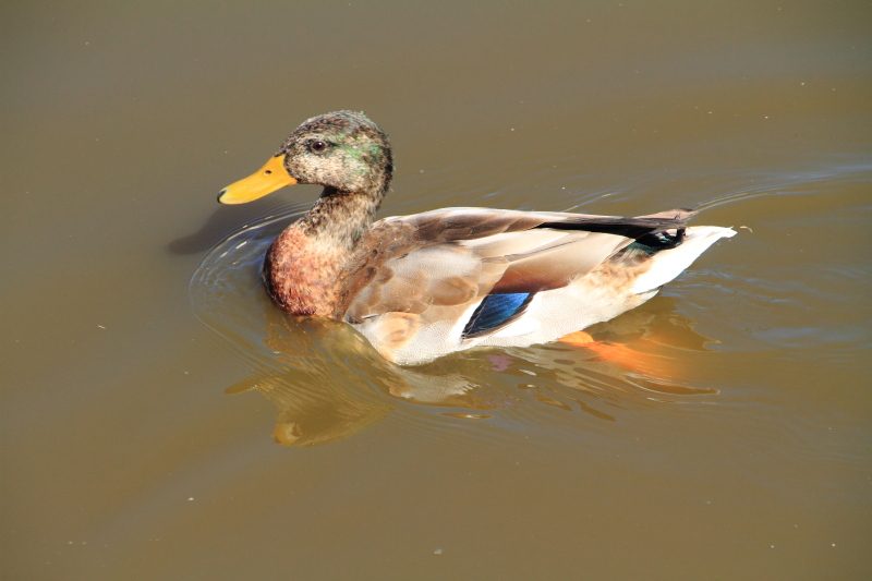 Duck, Sunset Lakes Resort, Joslin, IL
