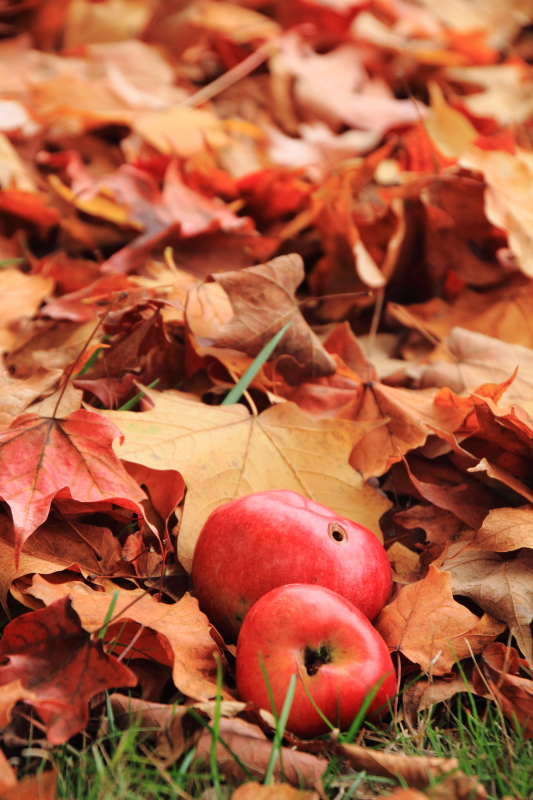 Deer Grove Forest Preserve, Palatine, IL - Fall colors 2013