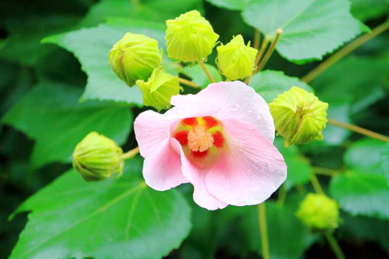 Flower, Tenryū-ji, Arashiyama, Kyoto, Japan