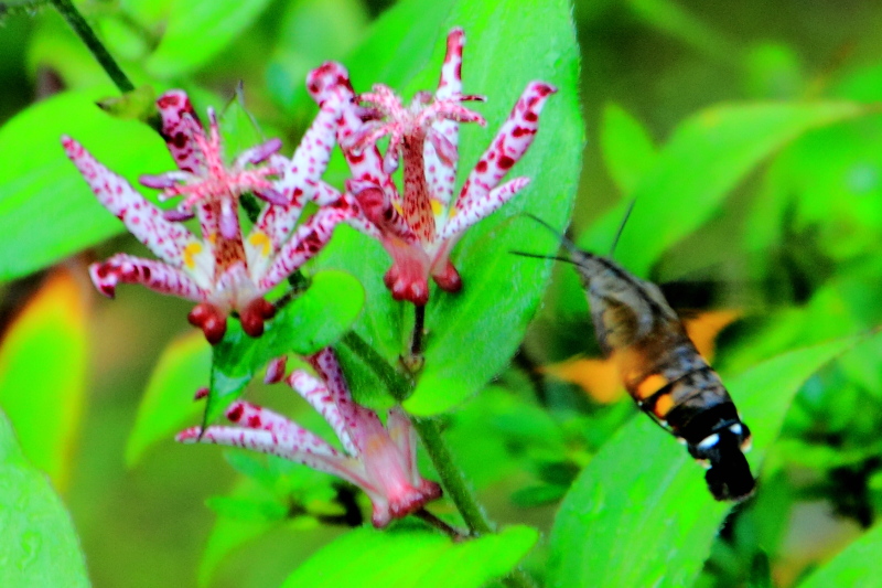 Flowers, bee, Tenryū-ji, Arashiyama, Kyoto, Japan