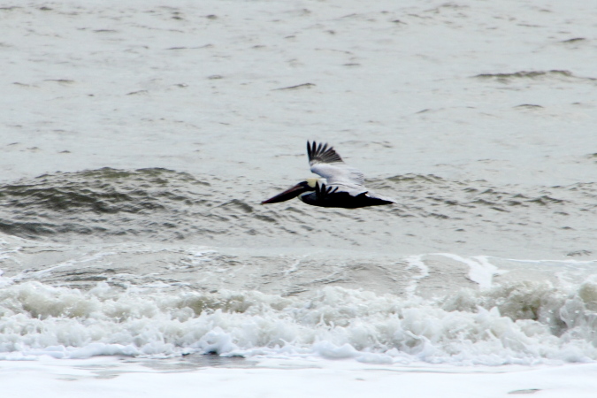 Pelican, Coligny beach, Atlantic Ocean