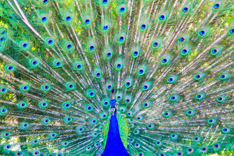 Proud peacock, zoo, Madrid, Spain