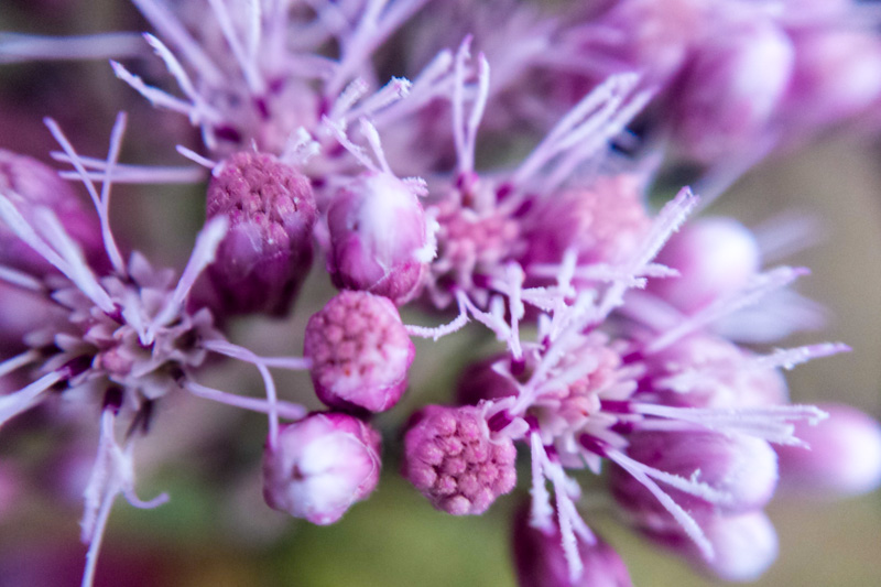 Butterfly Garden, Flower Macro, Mt. Prospect, Summer 2014