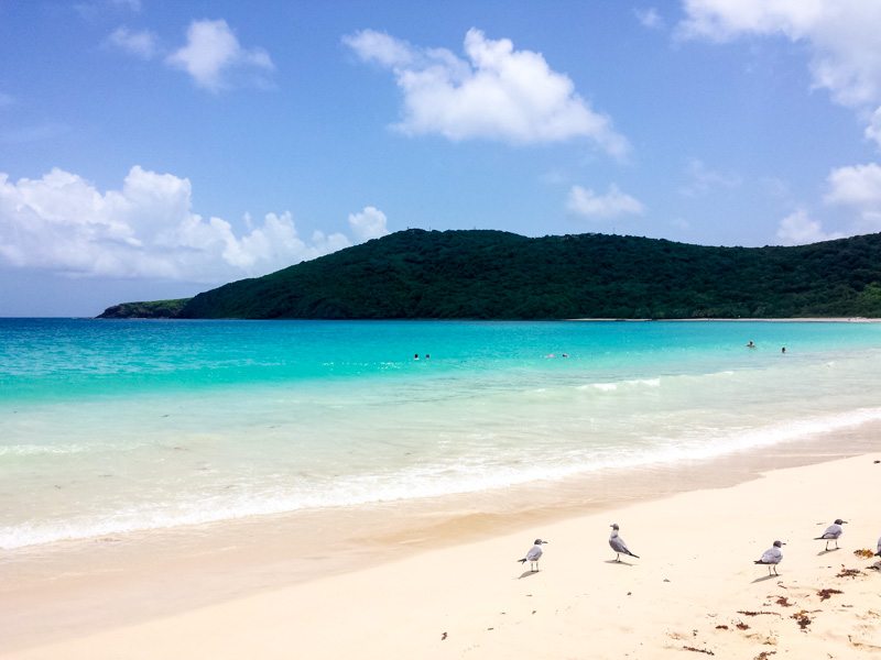 Sea Gulls on a stroll, Playa Flamenco, Culebra, Puerto Rico