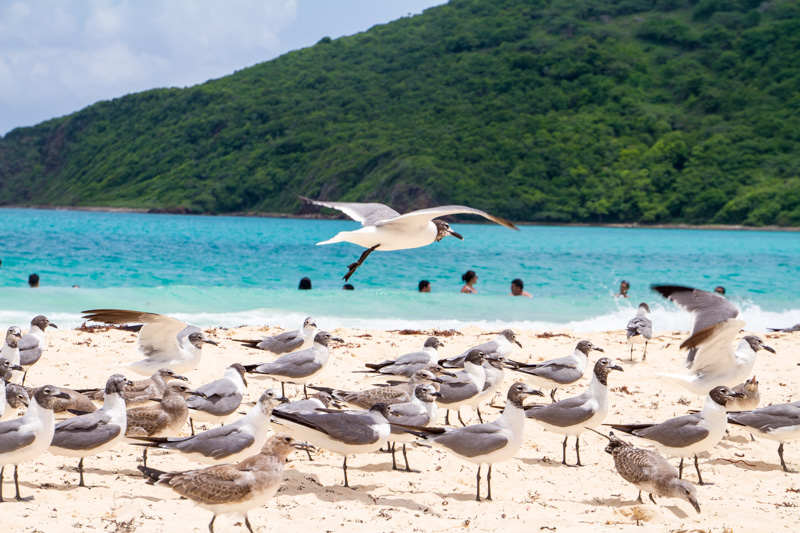 Sea gulls, Playa Flamenco, Culebra, Puerto Rico