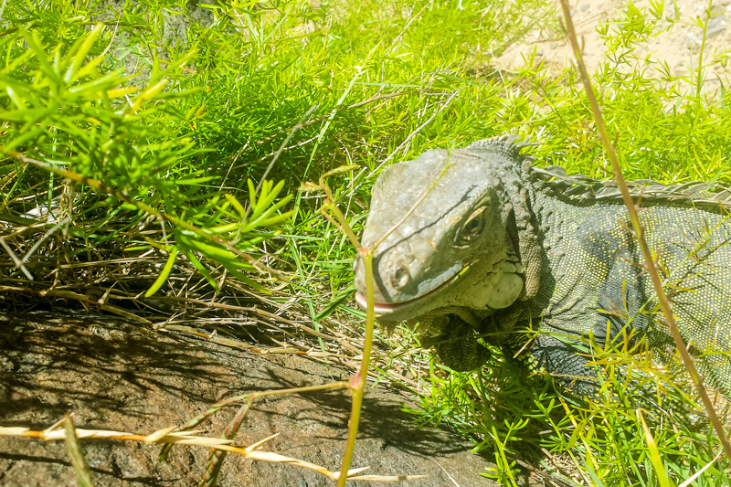 Iguana, Rio Grande, Puerto Rico