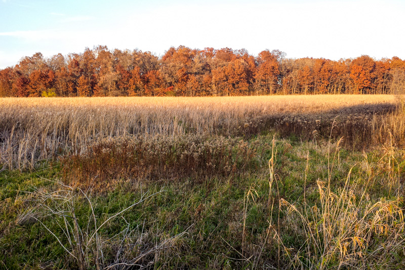 Cuba Marsh Forest Preserve, Barrington, IL