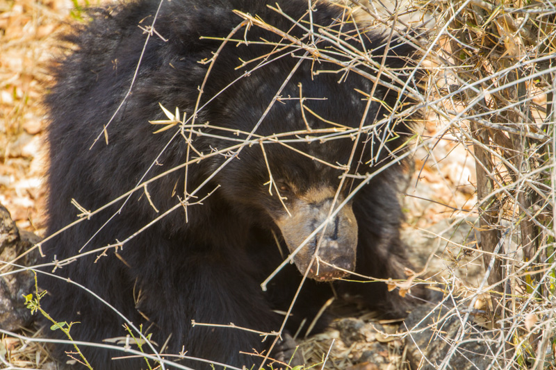 Bear, Bannerghata National Park, India