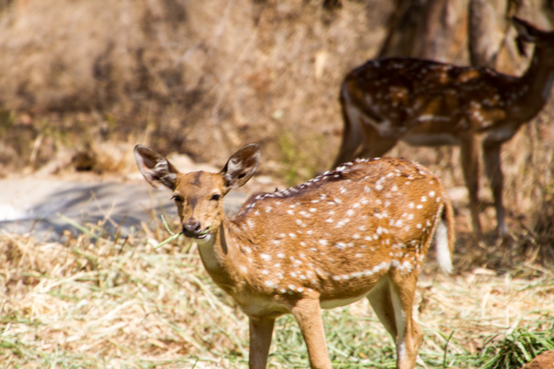 Deer, Bannerghata National Park, India