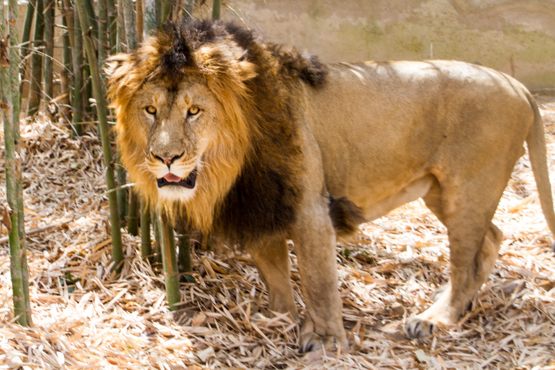 Lion, Bannerghata National Park, India