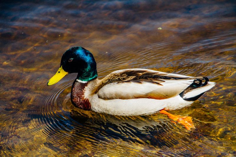 Duck, Lake Titisee, Black Forest, Germany