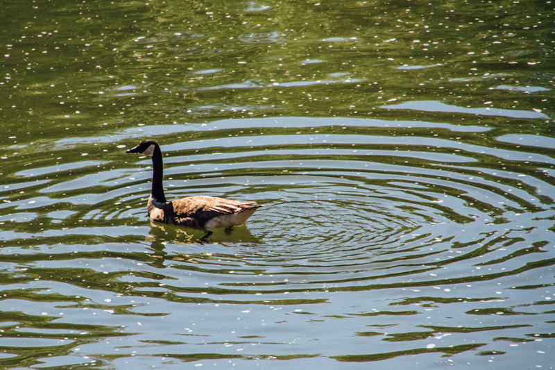 Duck on the Pegnitz, Nuremberg, Bavaria, Germany