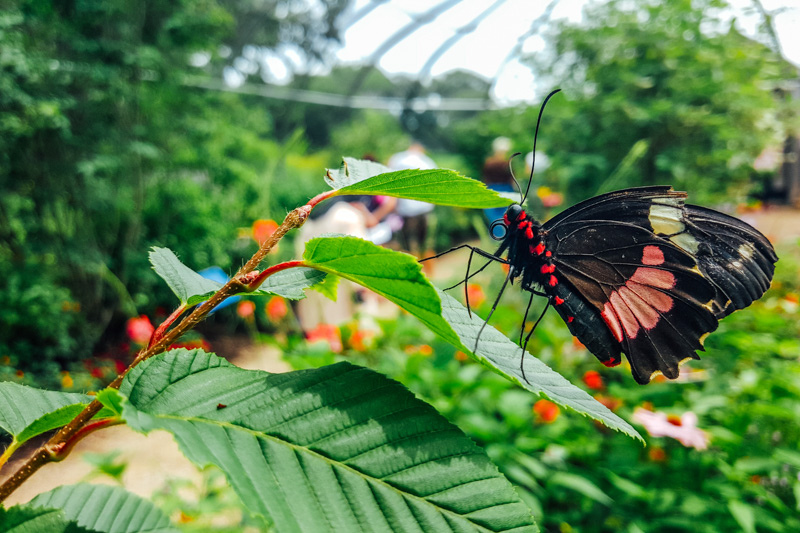 Butterflies and Blooms, Chicago Botanic Garden, Chicago, Il