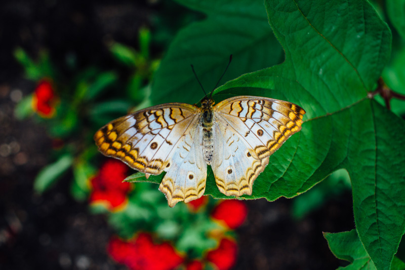 Butterflies and Blooms, Chicago Botanic Garden, Chicago, Il