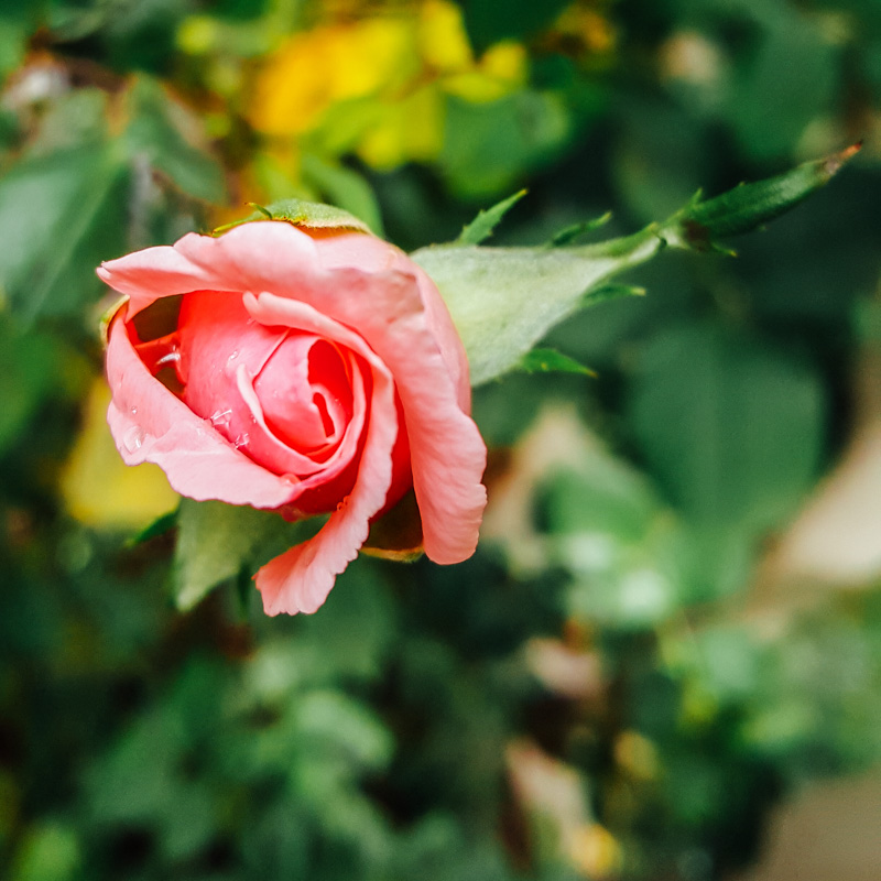 Pink Rose, Garden, Home, Palatine, IL, Summer 2015