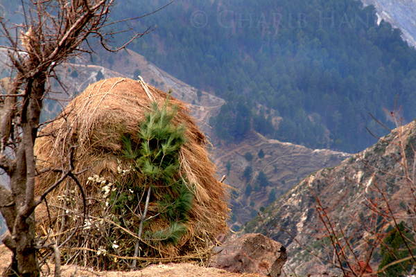 Haystack