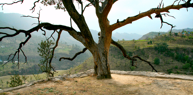 Old tree