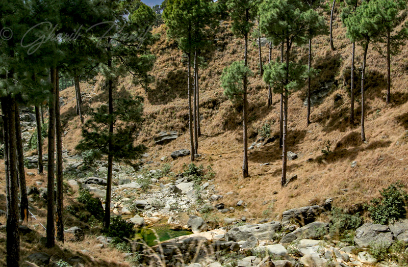 Forest