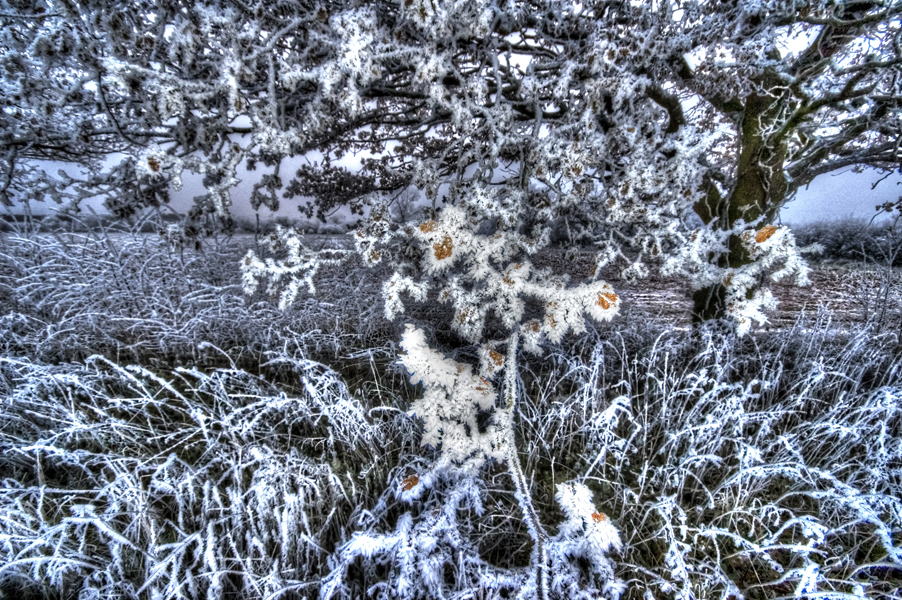 Frost and hdr copy.jpg