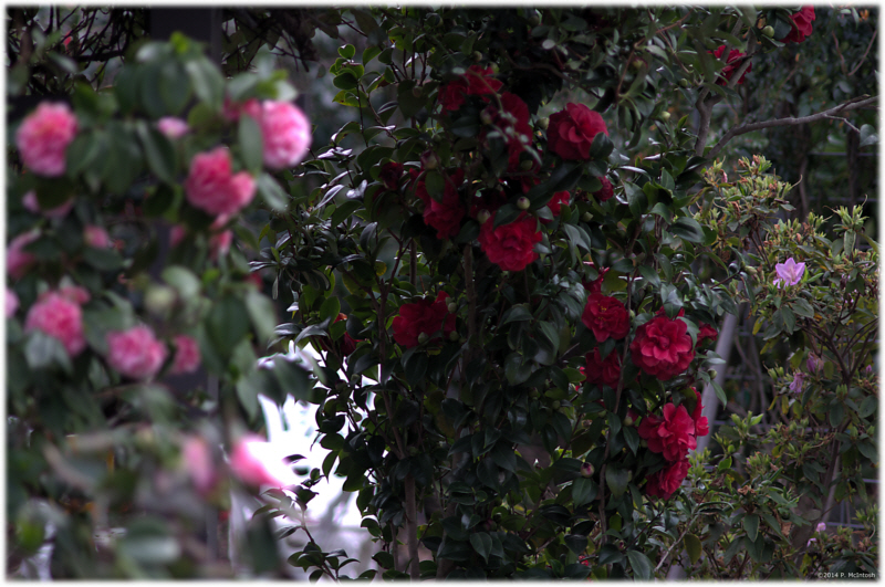 More camelias