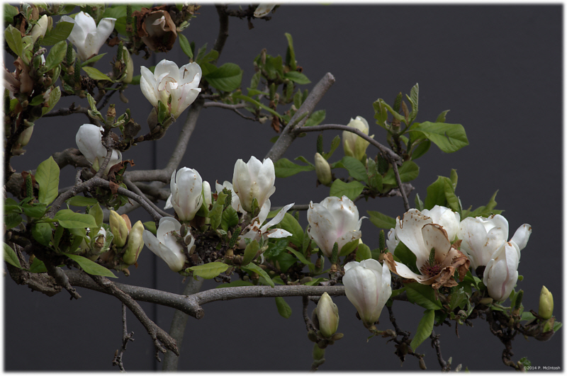 Magnolia is fading