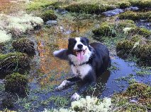 Summer in pond.jpg