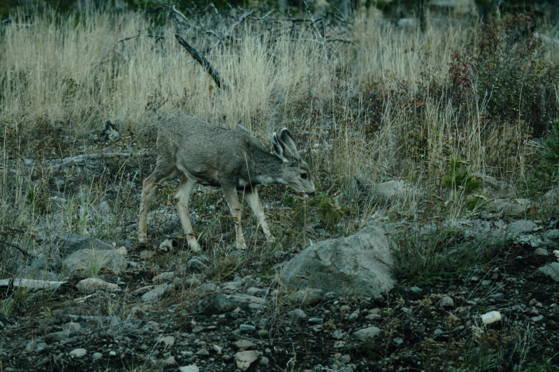 Mule deer nearby Cody
