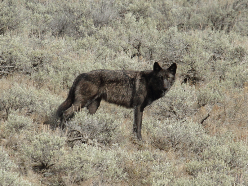 Lamar Canyon black female