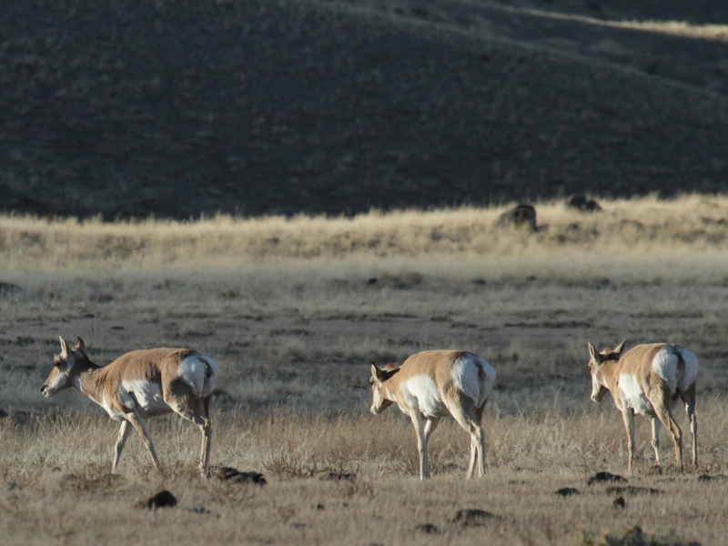 Pronghorns on the run