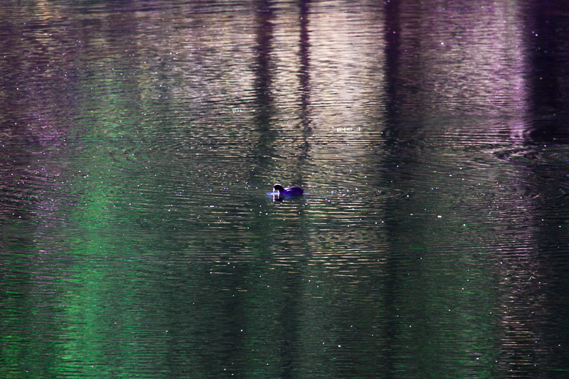 Floating Island Lake & American Coot between dives.