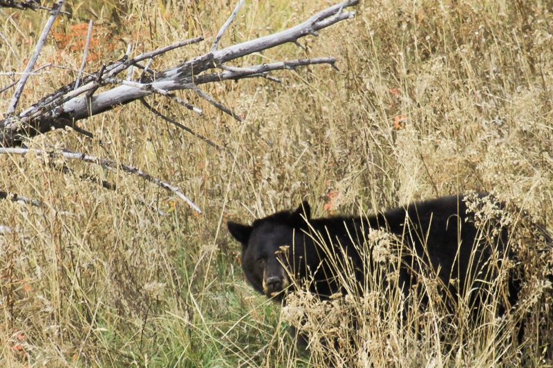 Black bear at Hellroaring closeby outlook 1 of 1.JPG