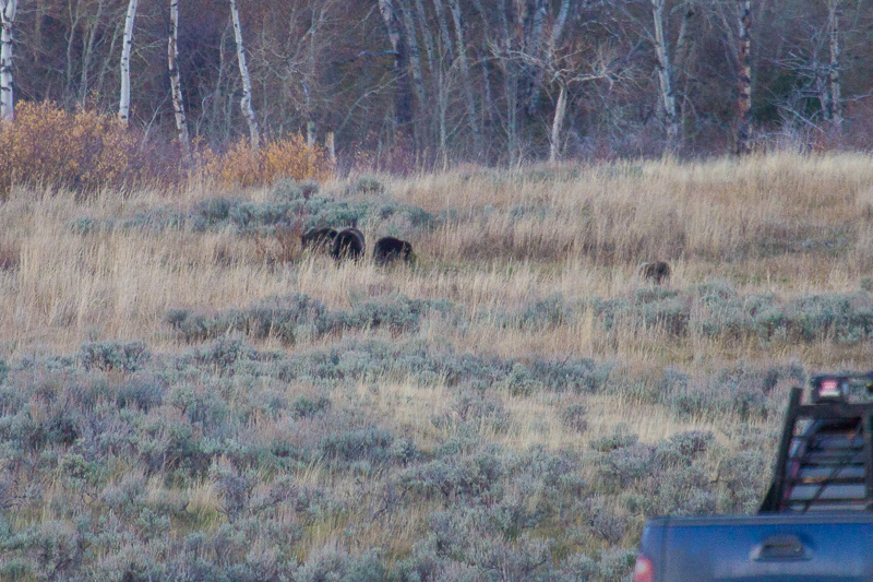 Sow with three cubs, outside of park