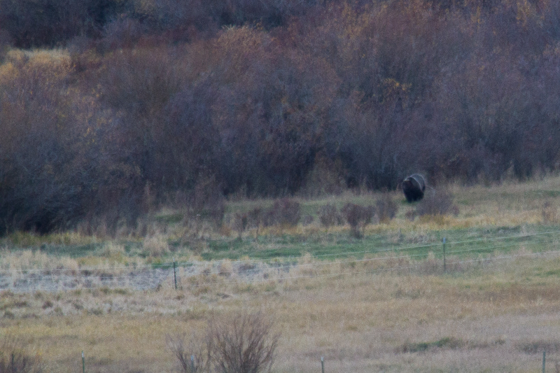 Massive grizzly shows up in evening light, outside of park