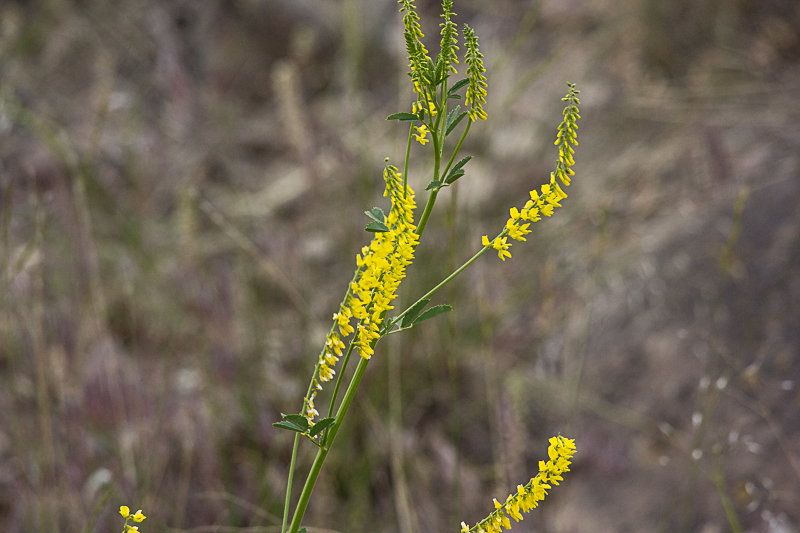 o9/30/668030/1/160675750.RHDB0sQt.yellowsweetclover.JPG