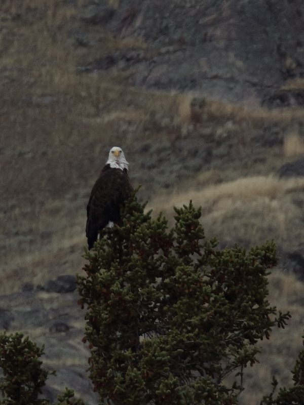 o9/30/668030/1/161712763.Cv8m1Sxo.Bald3.JPG