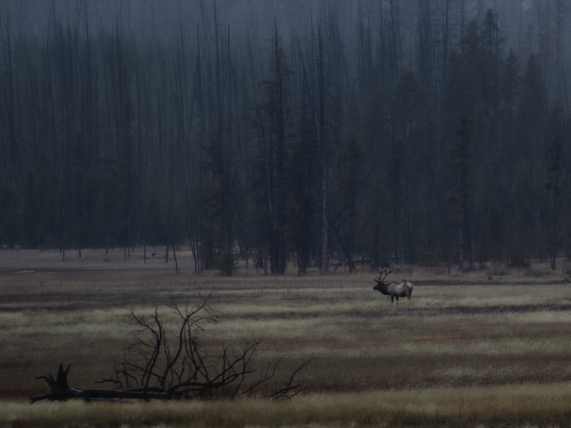 o9/30/668030/1/161712766.0f45VbKa.elkbull.JPG
