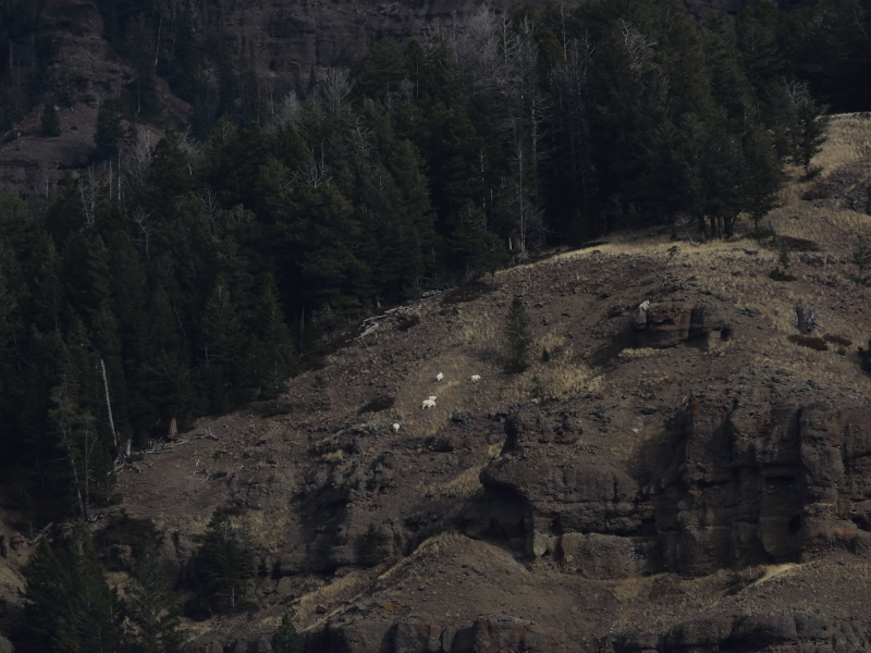 o9/30/668030/1/161712769.hZScBcPY.snowgoats.JPG