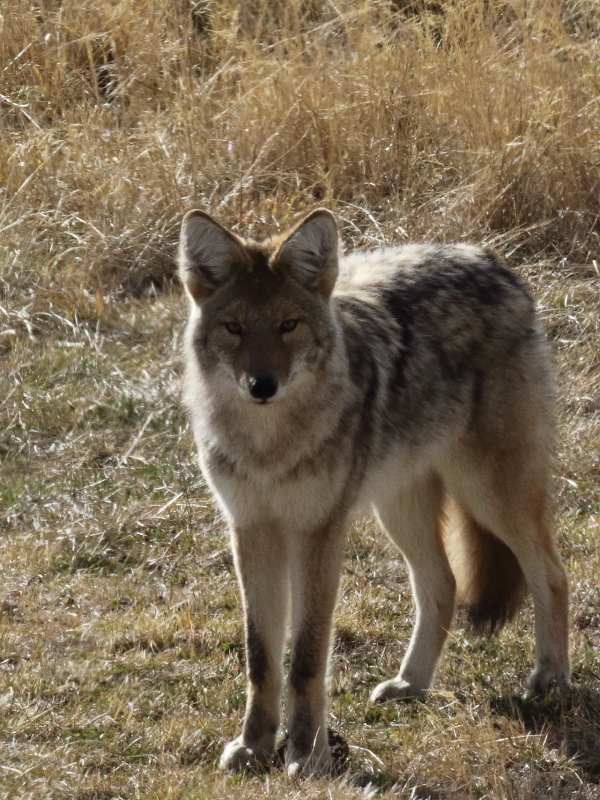 o9/30/668030/1/161720170.CencP0jj.01coyoteenface.JPG