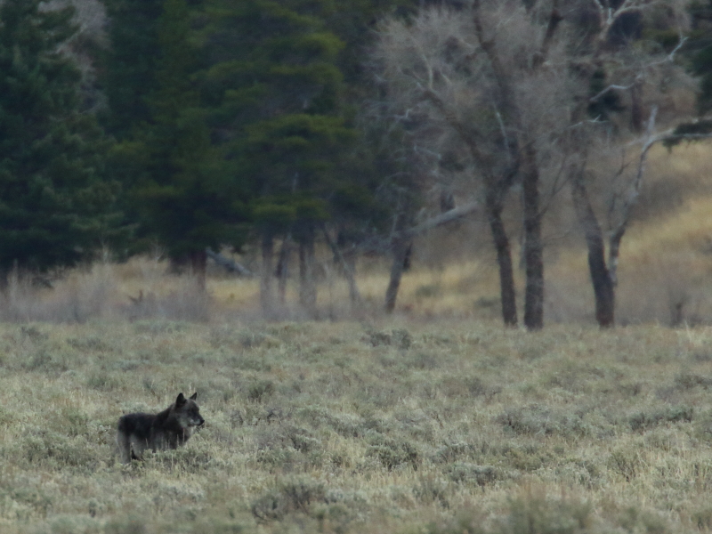 o9/30/668030/1/161720174.zyGGD75l.01TwinnearSodaButteCreek.JPG