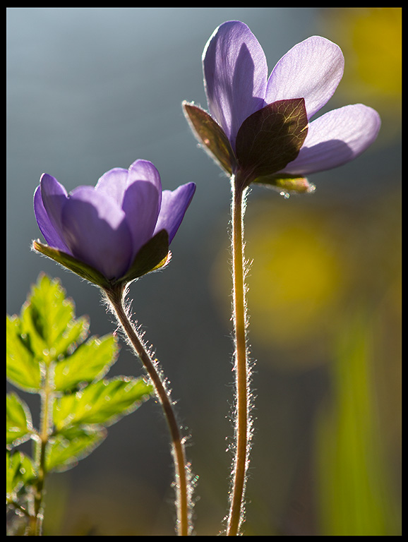 Common hepaticas (Blsippor) - Albrunna