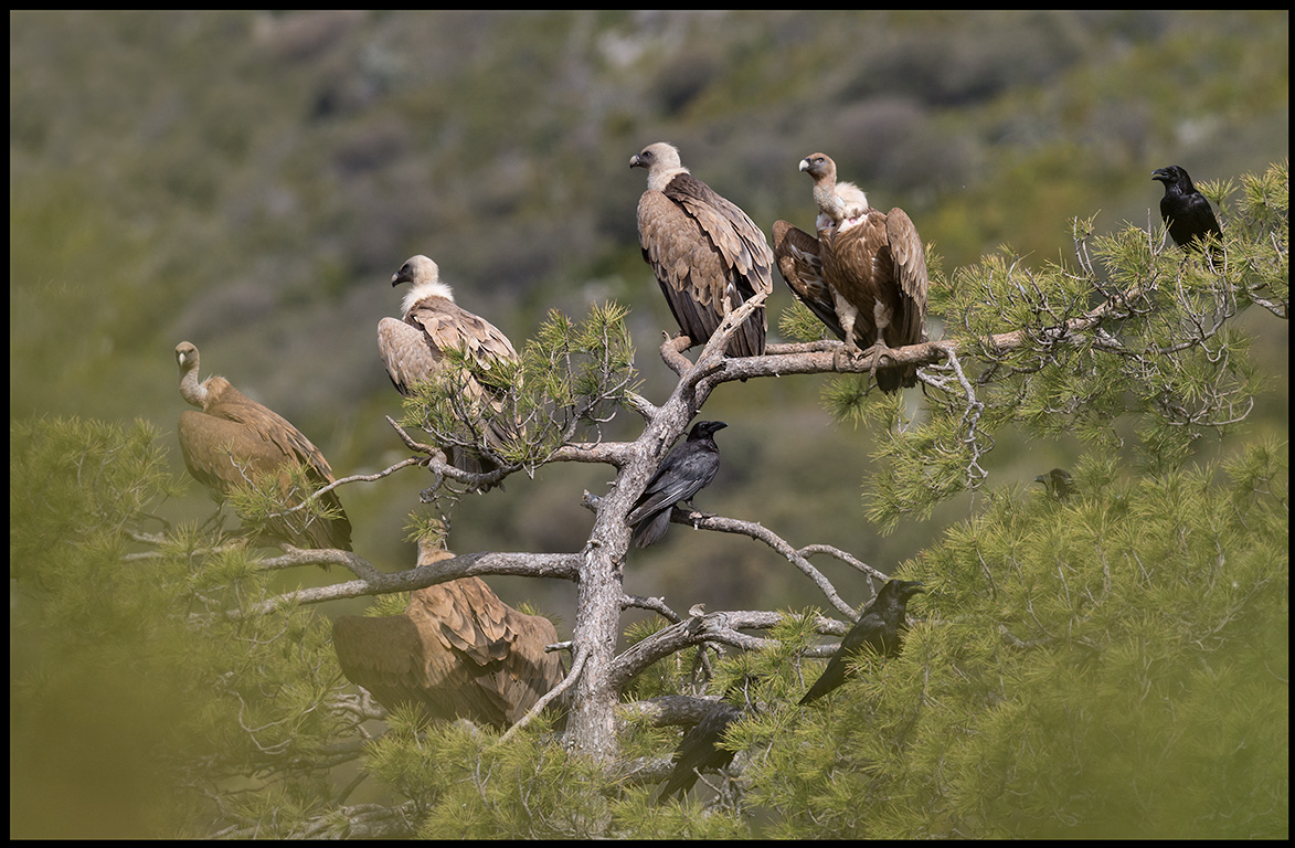 Griffons (gsgamar) and Ravens (korpar)