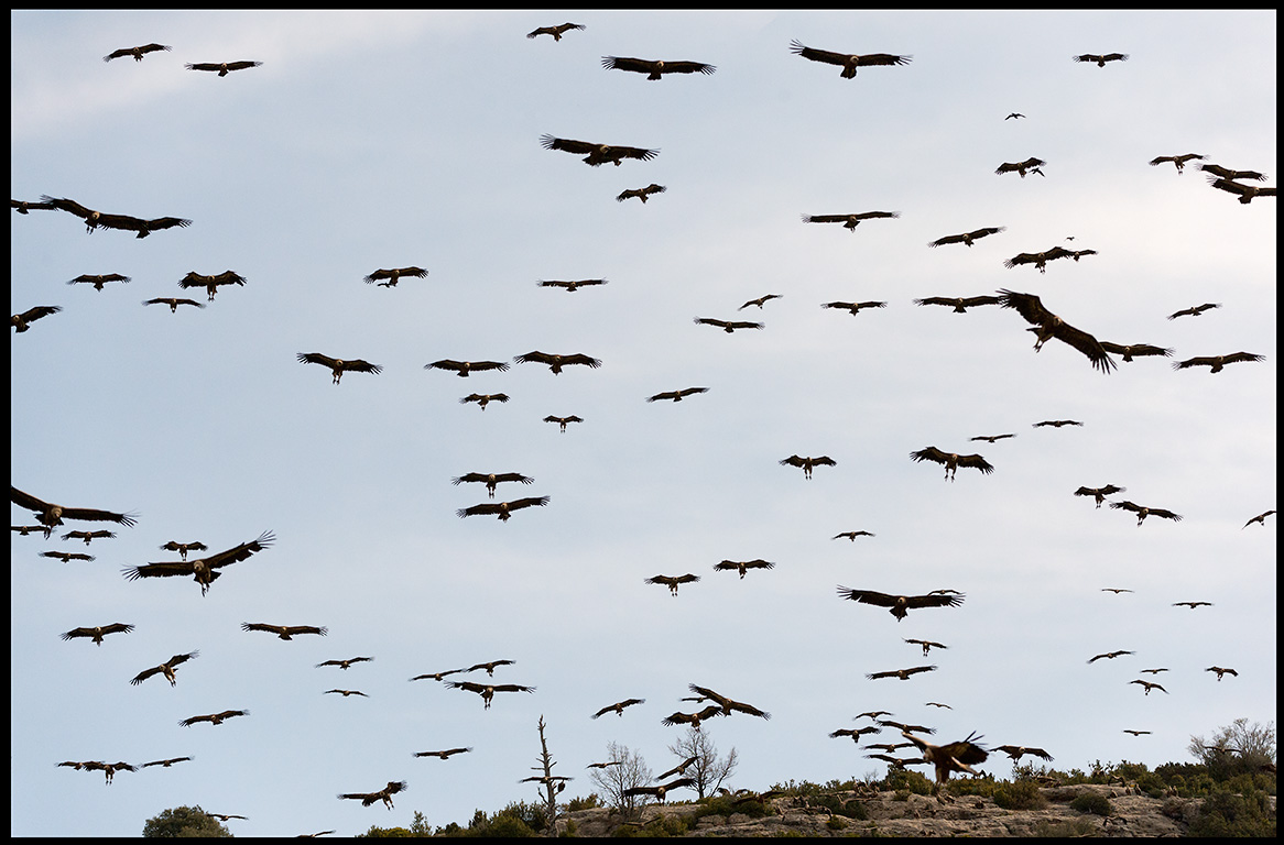 Griffons coming in to feed on a carcass