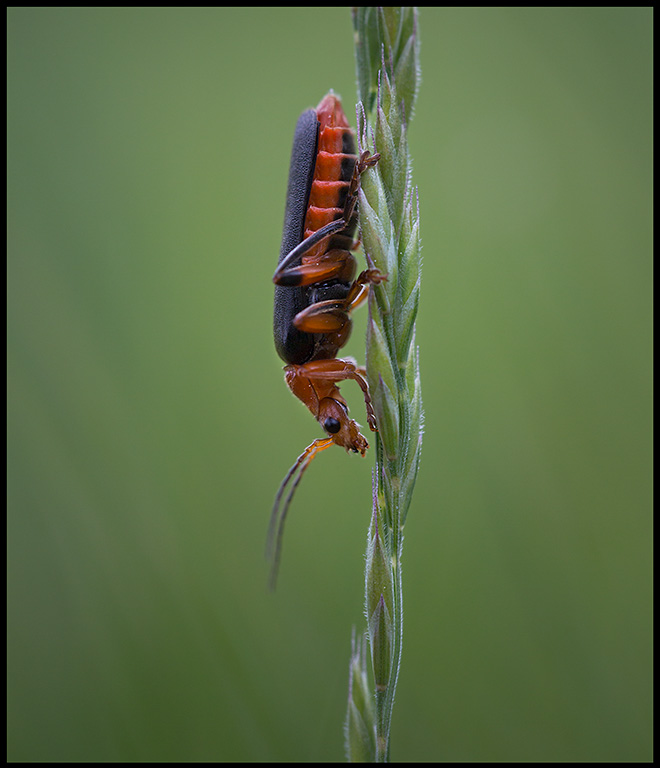 World is upside down... Soldier Beetle ( Flugbagge) - Lnss