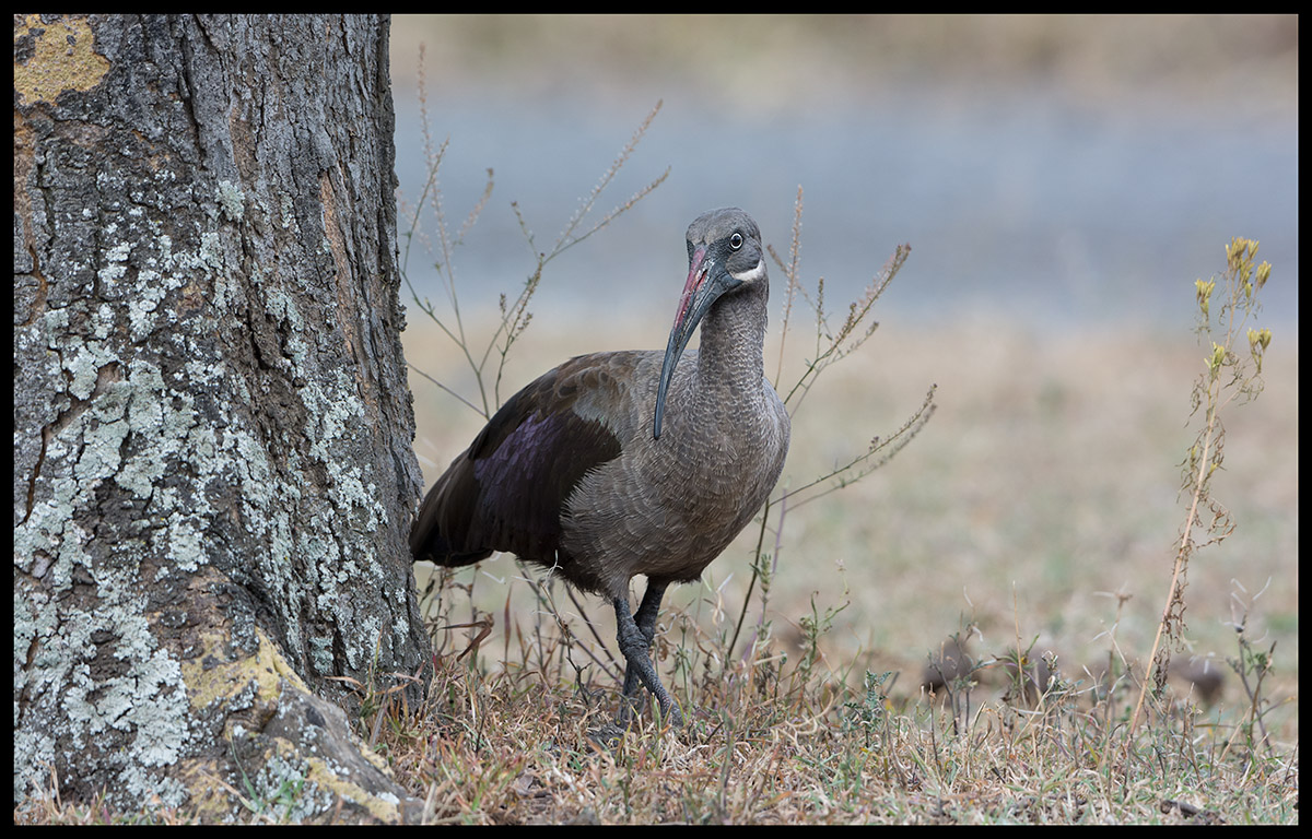 Hadada Ibis - allways present och noisy....