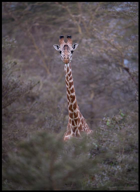 Giraff in the acacia forest near Lake Naivasha