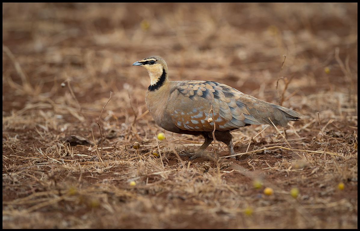 Yellow-throated Sandgrouse - difficult to see against the red soil