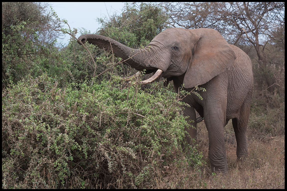 Elephant feeding in the bush near Amboseli
