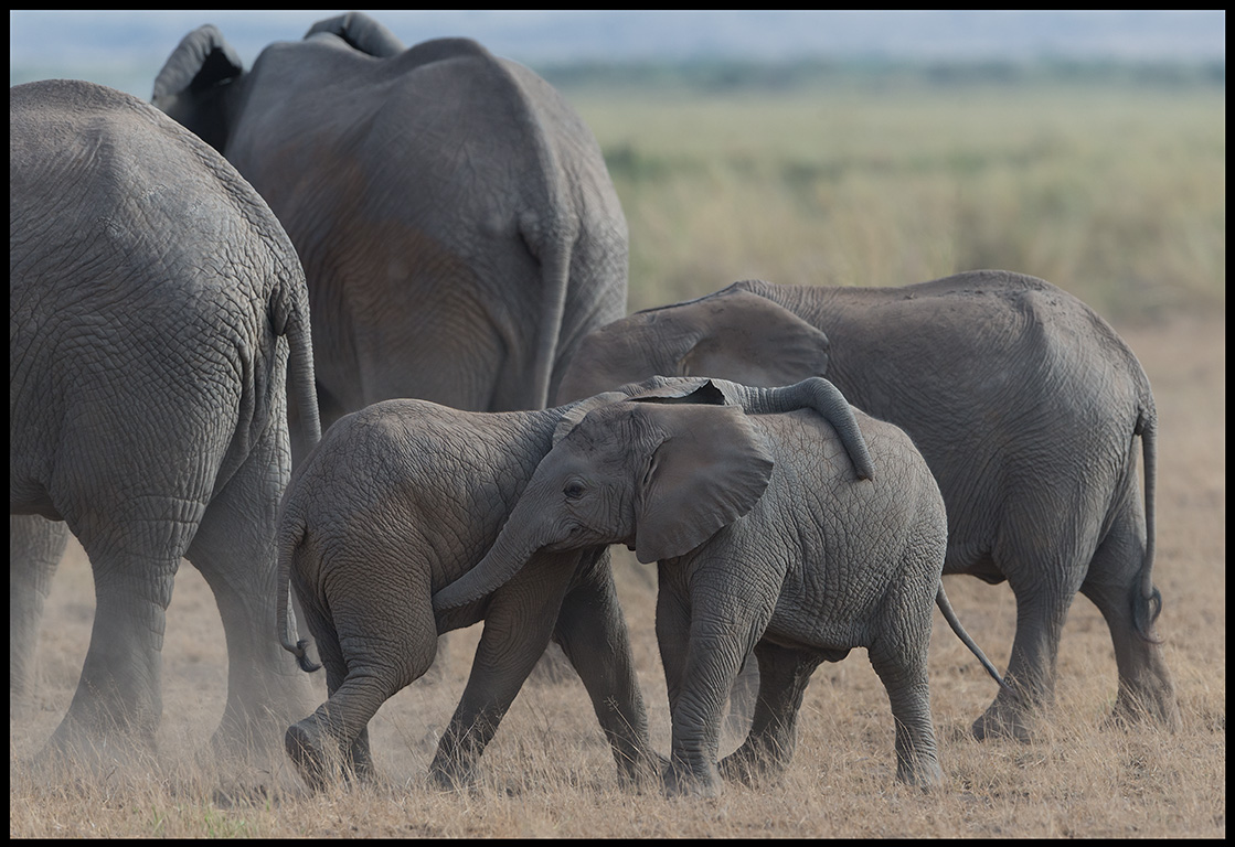 Young elephants playing